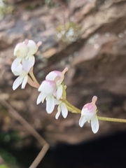 Disa uncinata