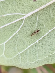 Graphopsocus