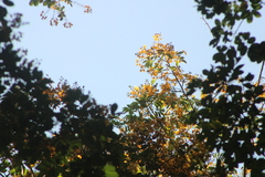 Pterocarpus acapulcensis