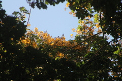 Pterocarpus acapulcensis