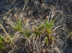 Carex pediformis