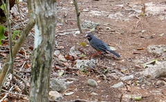 Turdus plumbeus