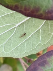 Graphopsocus