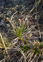 Carex pediformis