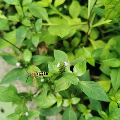 Megacampsomeris prismatica