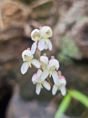 Disa uncinata