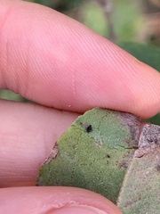 Aphis fabae