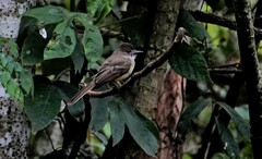 Myiarchus ferox