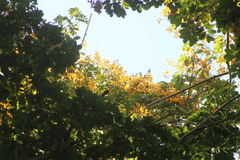 Pterocarpus acapulcensis
