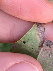Aphis fabae