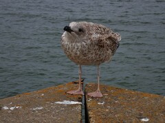 Larus argentatus
