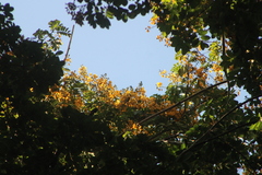 Pterocarpus acapulcensis