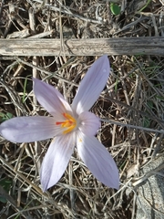 Crocus pallasii