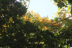 Pterocarpus acapulcensis