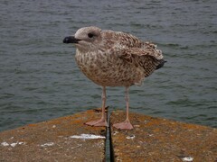 Larus argentatus