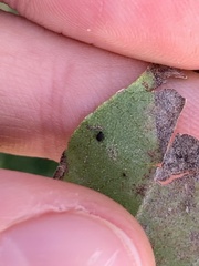 Aphis fabae