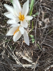 Crocus aleppicus