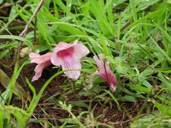 Dicerocaryum senecioides