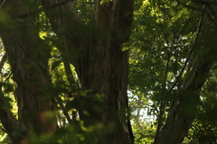 Pterocarpus acapulcensis