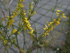 Melilotus officinalis