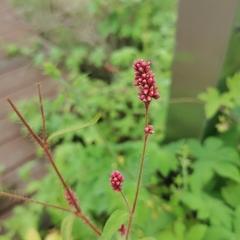Persicaria viscosa