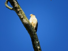 Daptrius chimachima