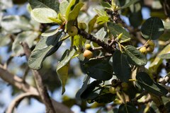 Ficus glumosa