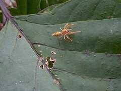 Cosmophasis bitaeniata