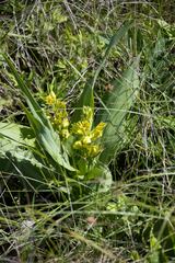 Hypoxis colchicifolia