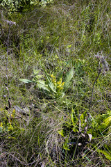 Hypoxis colchicifolia
