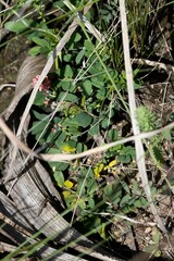 Indigofera hendecaphylla