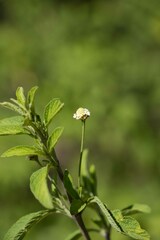 Lippia javanica