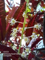 Codiaeum variegatum