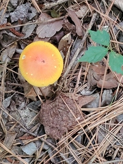 Amanita jacksonii