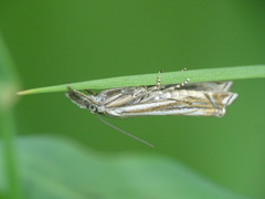 Crambus lathoniellus