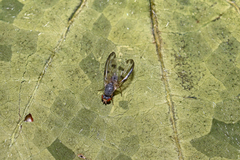 Palloptera umbellatarum