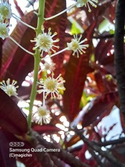 Codiaeum variegatum