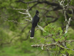 Clamator levaillantii