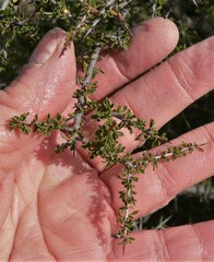 Condalia warnockii