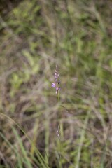Polygala hottentotta