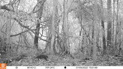 Dasyprocta fuliginosa