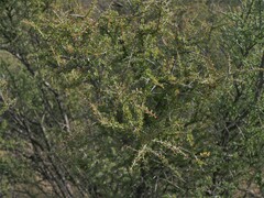 Condalia warnockii