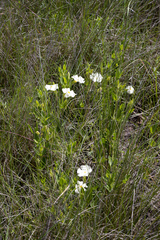 Thunbergia atriplicifolia