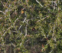 Condalia warnockii