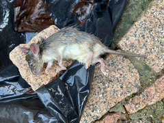 Rattus rattus