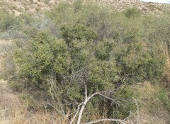 Condalia warnockii