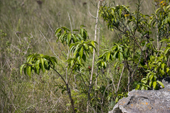 Volkameria glabra