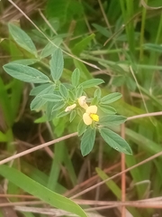 Stylosanthes