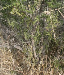 Condalia warnockii