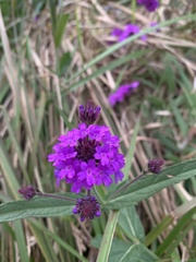 Verbena rigida